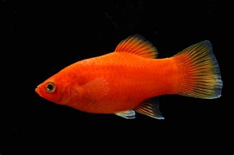 紅劍尾魚|Xiphophorus maculatus (Günther, 1866) 